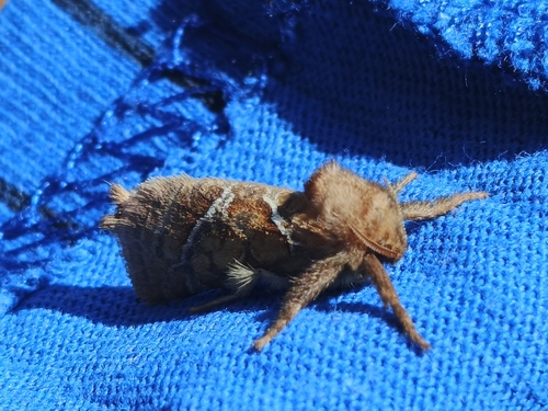 Orange Swift