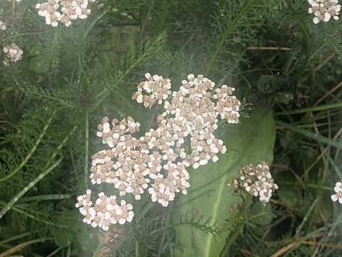 common yarrow