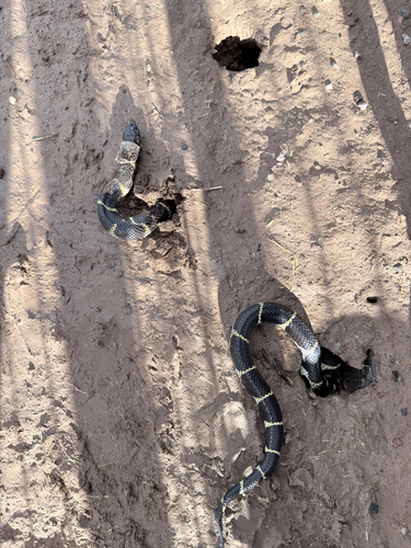 California King Snake