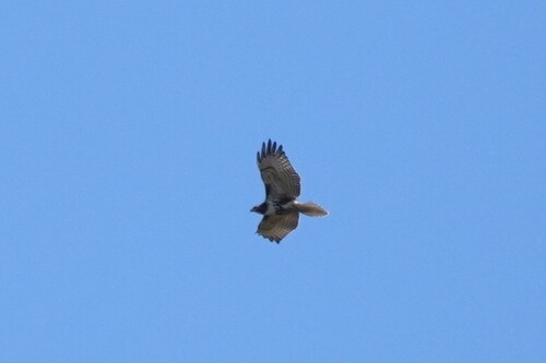 Red-tailed Hawk