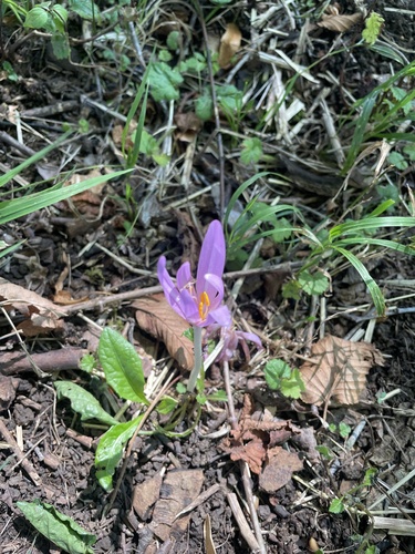 Autumn Crocus