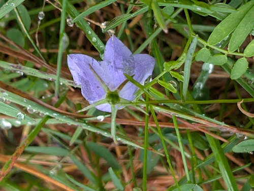Common Harebell