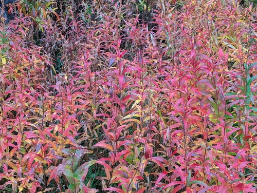 fireweed