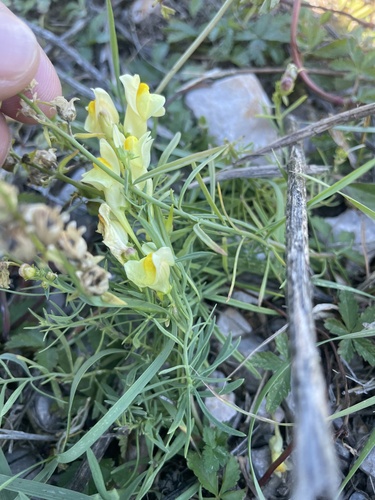 common toadflax