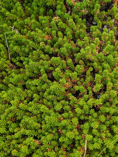 black crowberry