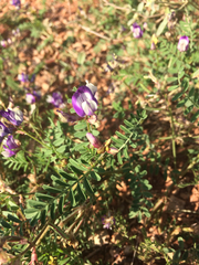 Astragalus lindheimeri