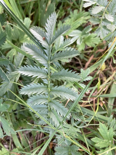 common silverweed