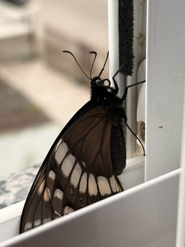 Scamander Swallowtail