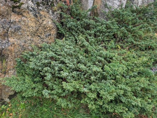 common juniper