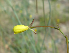 Eulobus