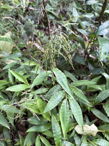 Centotheca lappacea observed 2026-09-11