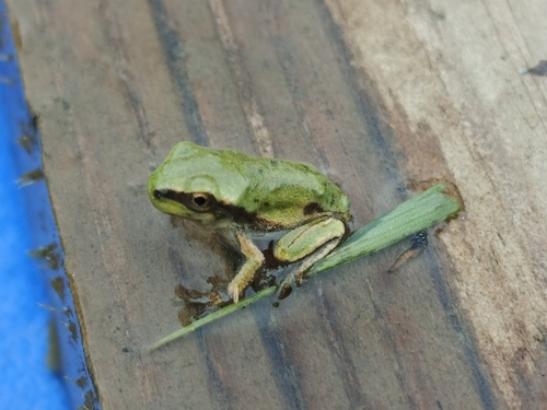 Eastern Tree Frog