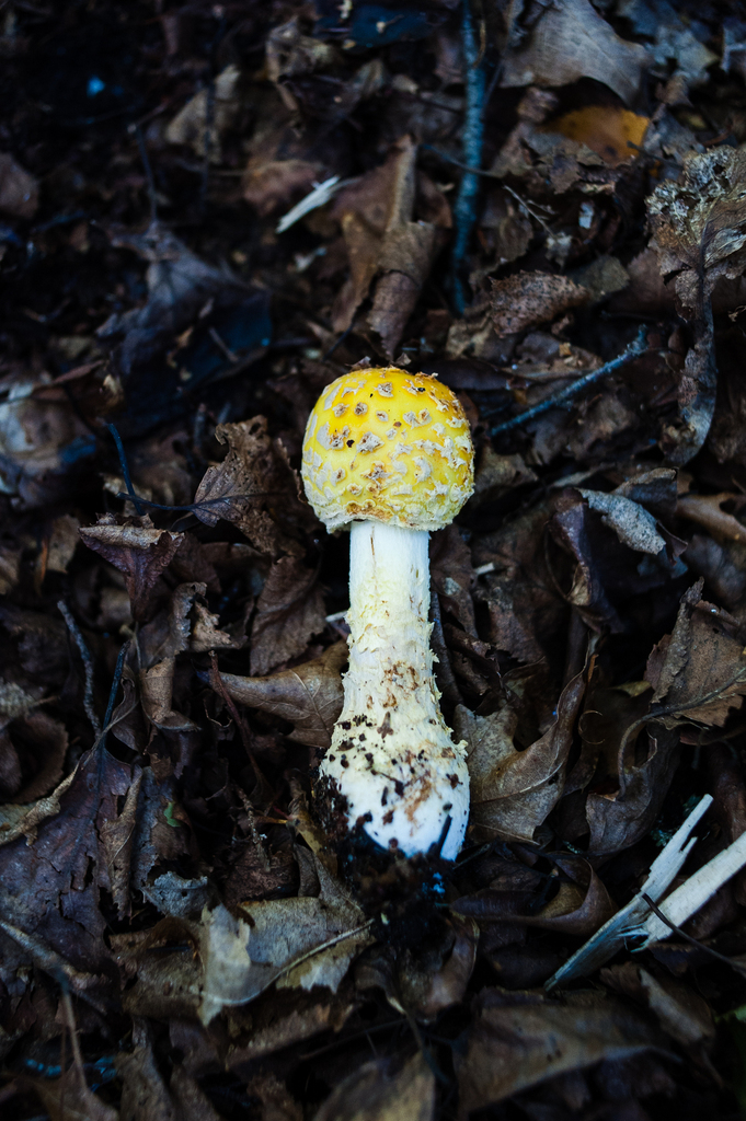 American Yellow Fly Agaric · September 2026 · photo: Photo: (c) Alex, some rights reserved (CC BY) · iNaturalist