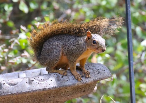 Eastern Fox Squirrel