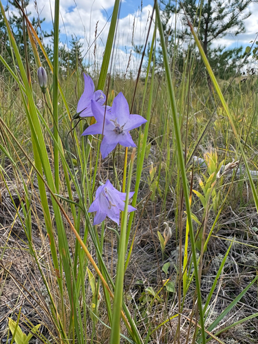 Alaskan bellflower
