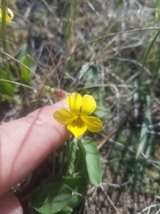 Viola vallicola