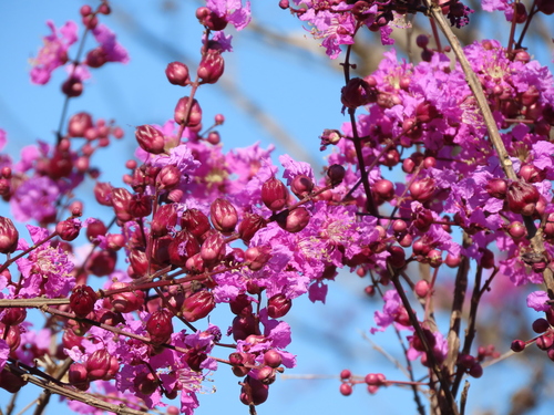 Physocalymma scaberrimum