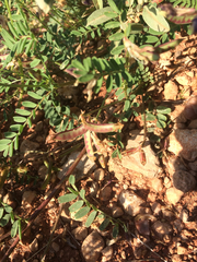 Astragalus lindheimeri