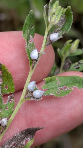 Lithospermum officinale, photograph 5