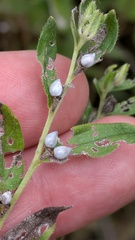 Lithospermum officinale, photograph (c) guywallbanks, some rights reserved (CC BY)