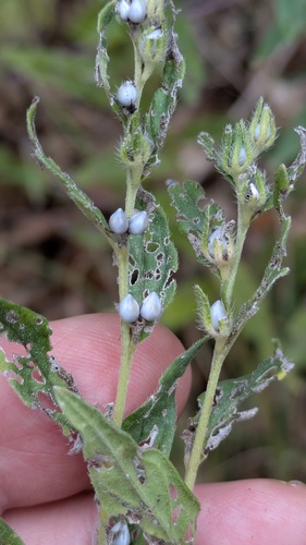 Lithospermum officinale, photograph 6