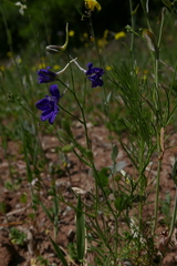 Delphinium consolida