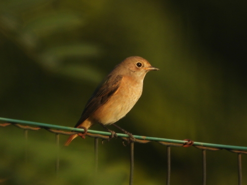 Common Redstart