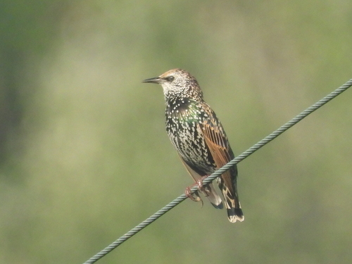 European Starling