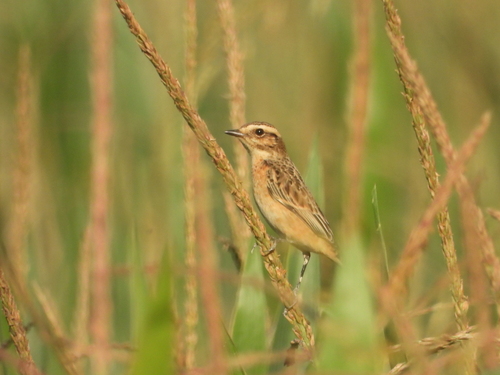 Whinchat