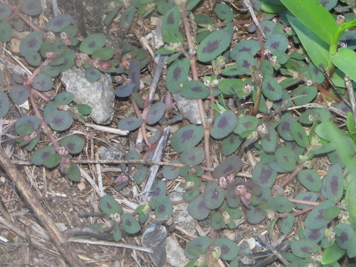 Spotted spurge