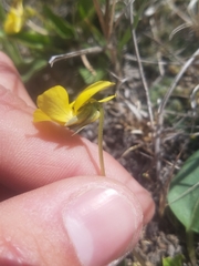 Viola vallicola