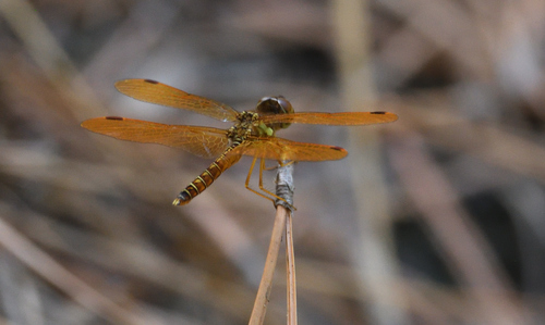 Eastern Amberwing