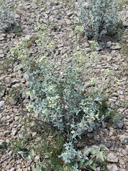 Parthenium incanum, photograph (c) CK2AZ, some rights reserved (CC BY)