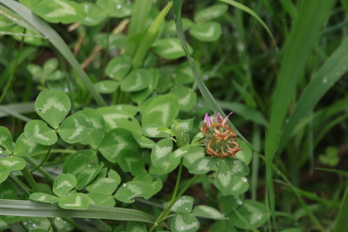 Red Clover