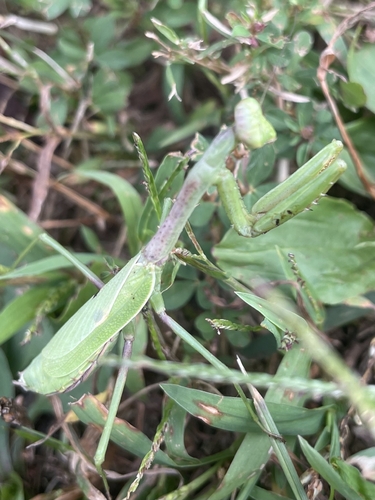 Carolina Mantis