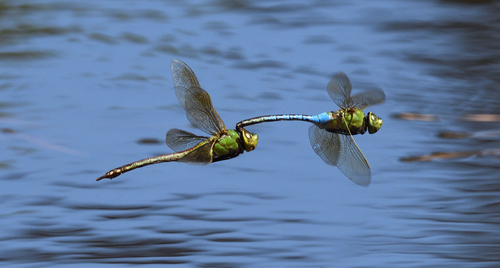 Common Green Darner