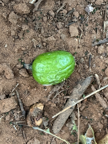 Xanthocercis zambesiaca, 2026-05-17