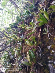Stelis emarginata