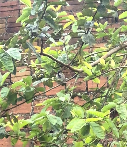 House Sparrow