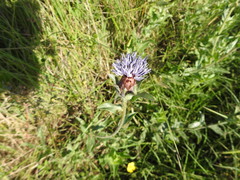Carthamus caeruleus