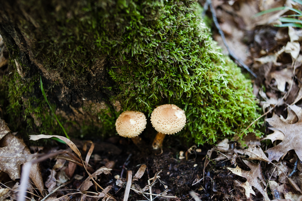 shaggy scalycap · September 2026 · photo: Photo: (c) Alex, some rights reserved (CC BY) · iNaturalist