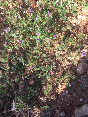 Astragalus lindheimeri