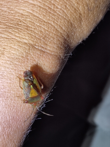 Hawthorn Shield Bug