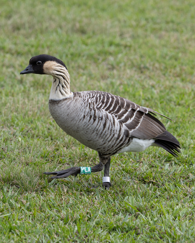 Branta sandvicensis observed 2026-09-13