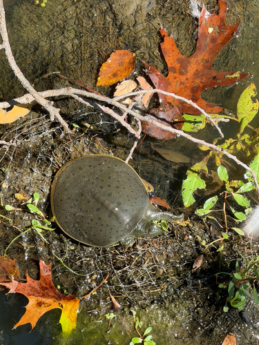 Spiny Softshell