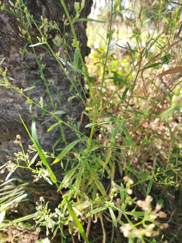 horseweed