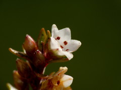 Epacris alpina