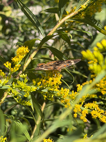 Common Buckeye
