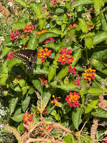 Black Swallowtail