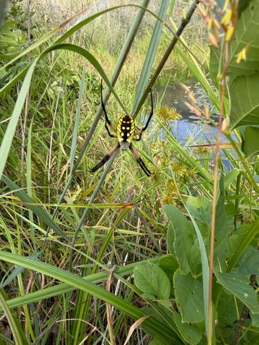 Yellow Garden Spider